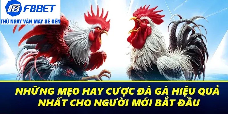 kinh nghiệm đá gà f8bet